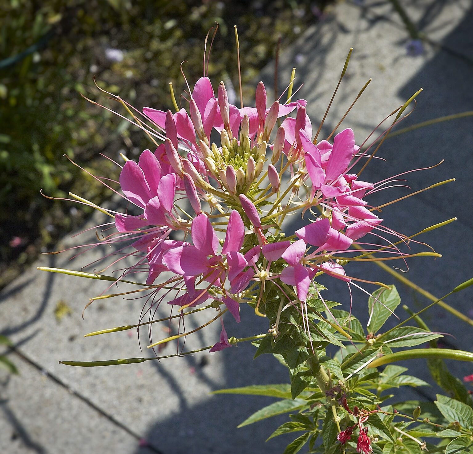 In de Kijktuinen Nunspeet. Cleome pungens rose The Natural World
