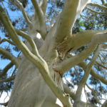 eucalyptus-dalrympleana