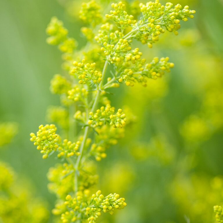 Galium verum The Natural World
