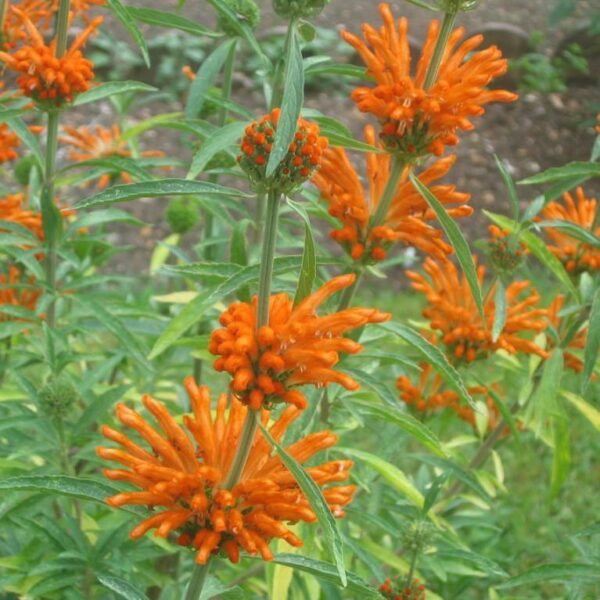 Leonotis leonurus The Natural World