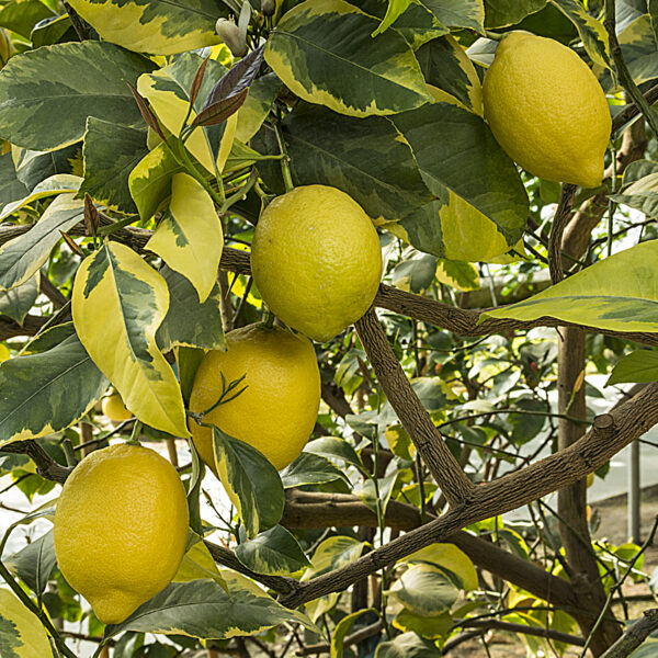 Citrus x limon 'Foliis variegatis'