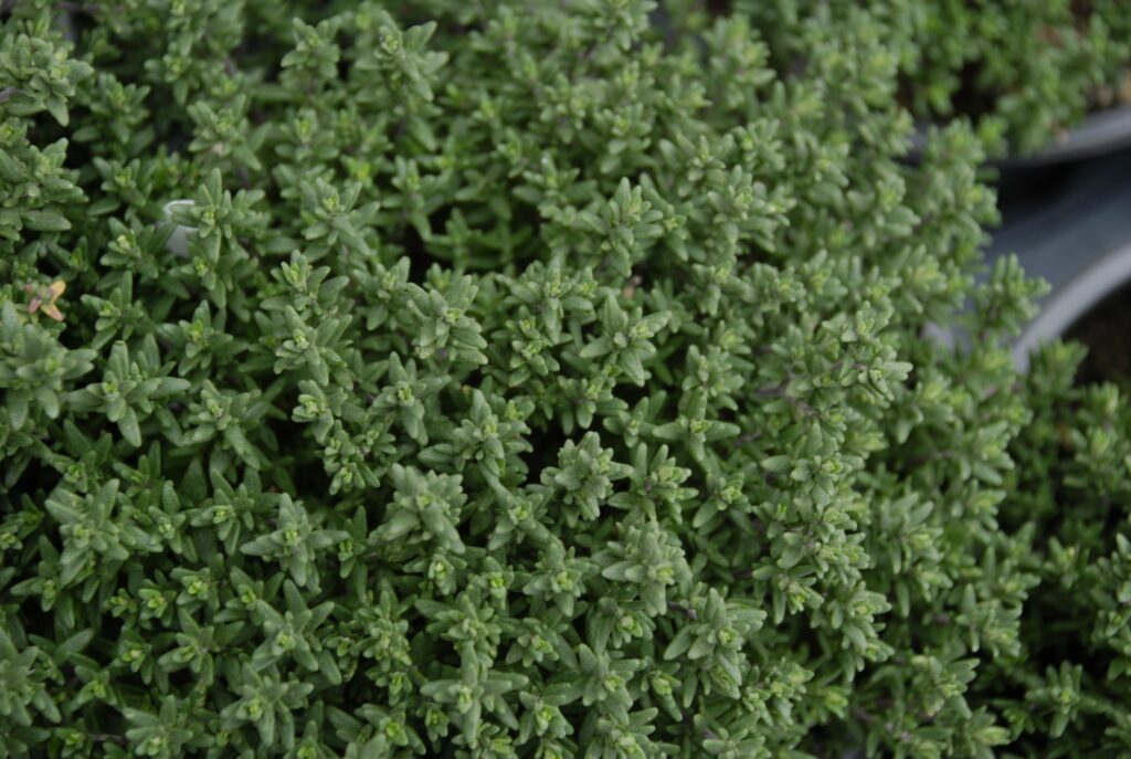 Thymus vulgaris ‘Faustini’ The Natural World