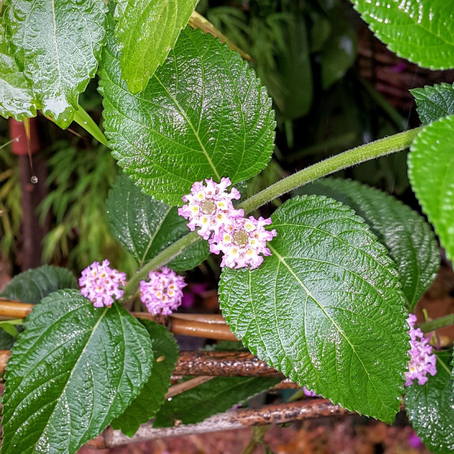 Lippia alba The Natural World