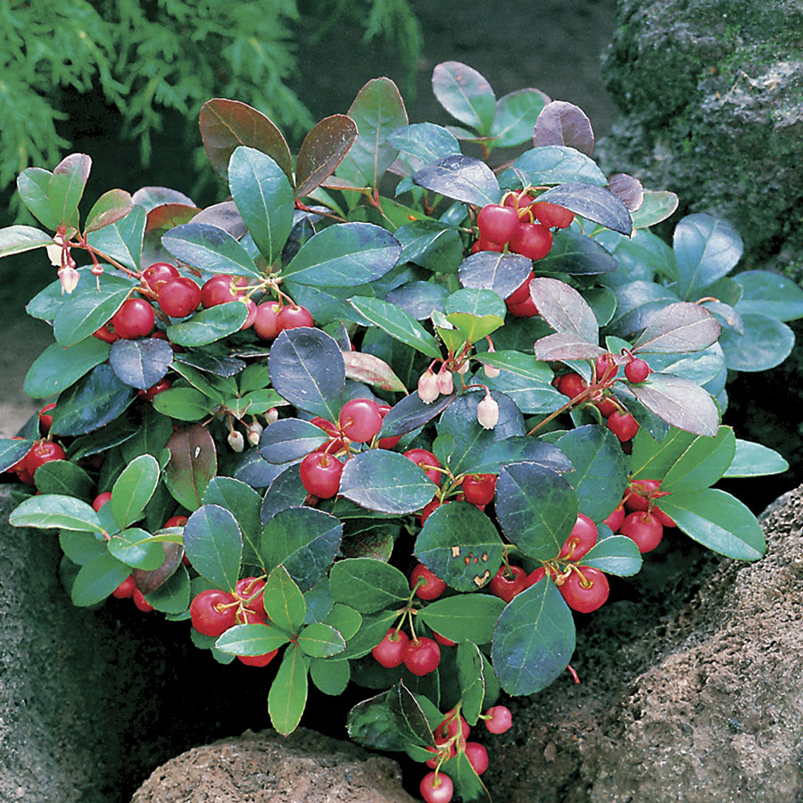 Gaultheria Procumbens P9 The Natural World