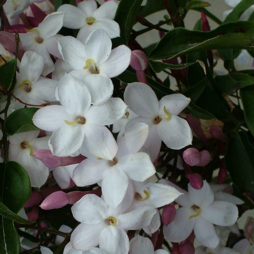 Jasminum polyanthum The Natural World