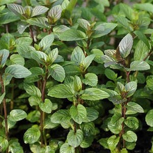 Mentha x piperita 'Chocolate' (P9)