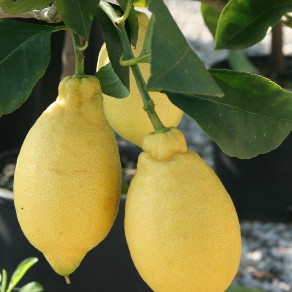 Citrus x limon 'Lunario'