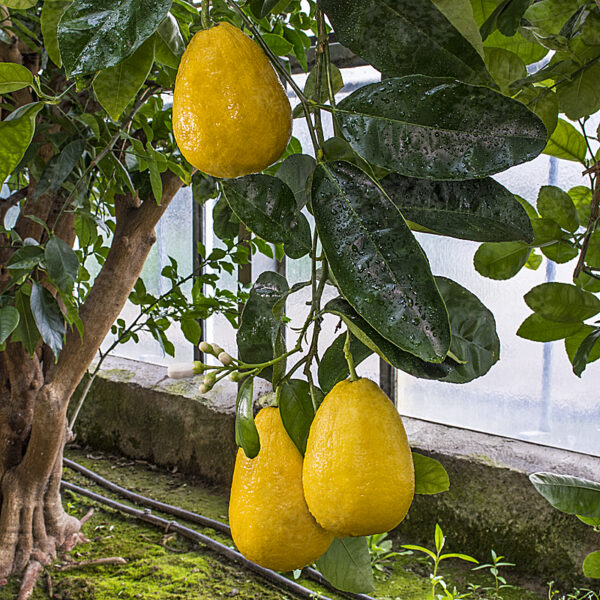 Citrus x limon 'Borneo'