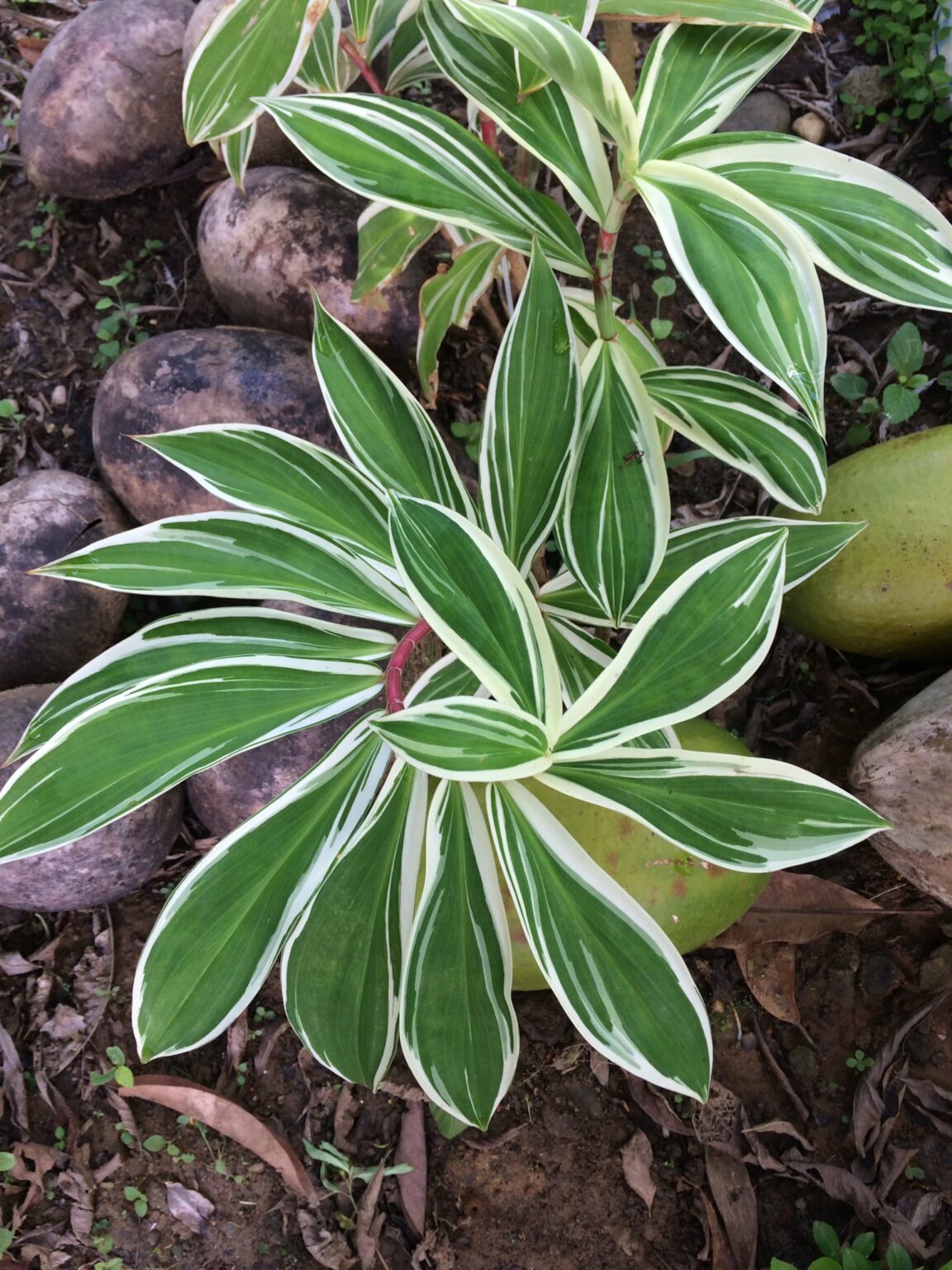 Costus arabicus ‘Variegata’ – The Natural World