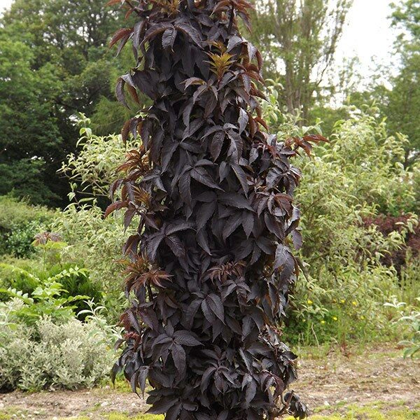 Sambucus nigra 'Black Tower'