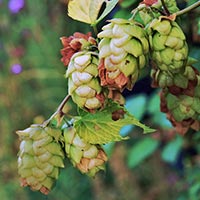 Humulus lupulus 'Northern Brewer'