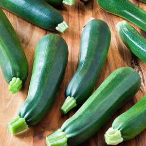 ZADEN - COURGETTES