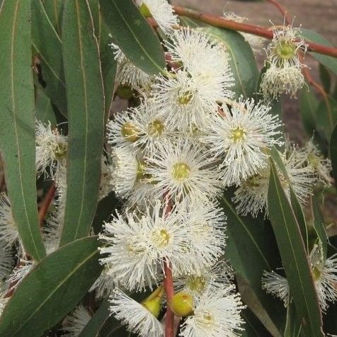 Eucalyptus viminalis (P12)