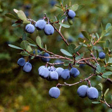 Vaccinium uliginosum