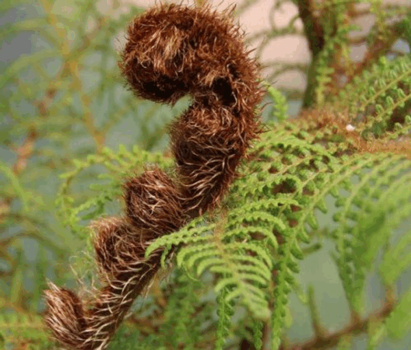 Cyathea tomentosissima