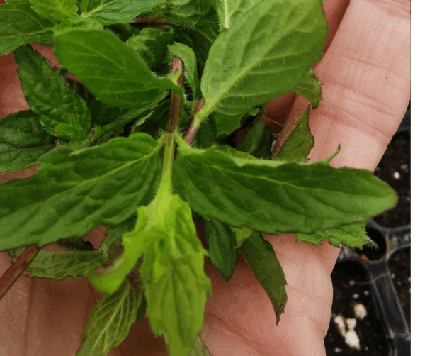 Mentha spicata 'Nane'