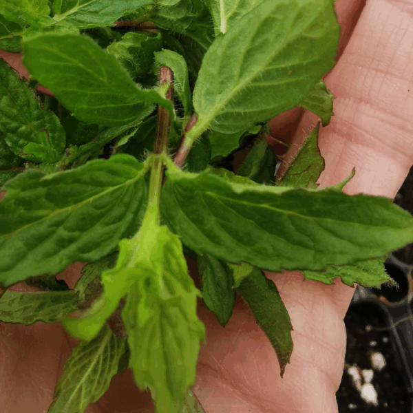 Mentha spicata 'Nane'