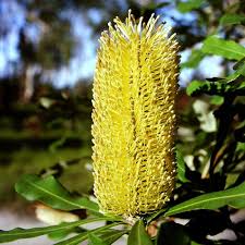 Banksia integrifolia