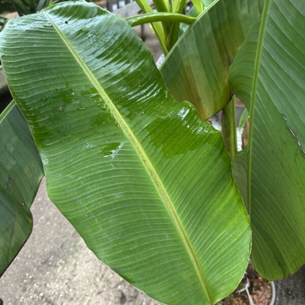 Musa himalayensis 'Speciosa'