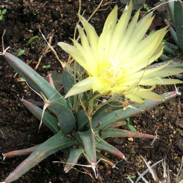 Leuchtenbergia principis