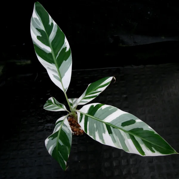 Musa ac.'Florida variegata'