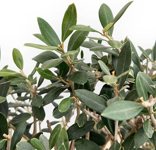 Olea europaea var sylvestris
